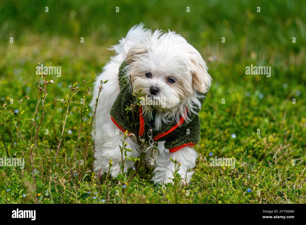 Chiot blanc jouant dans l'herbe. Terrier maltais Banque D'Images