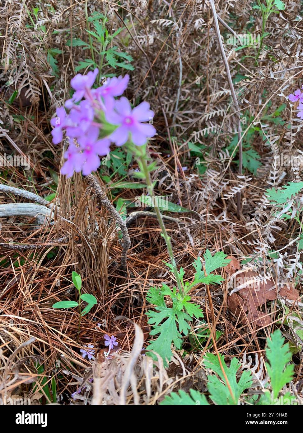 Verveine rose (Glandularia canadensis) Plantae Banque D'Images