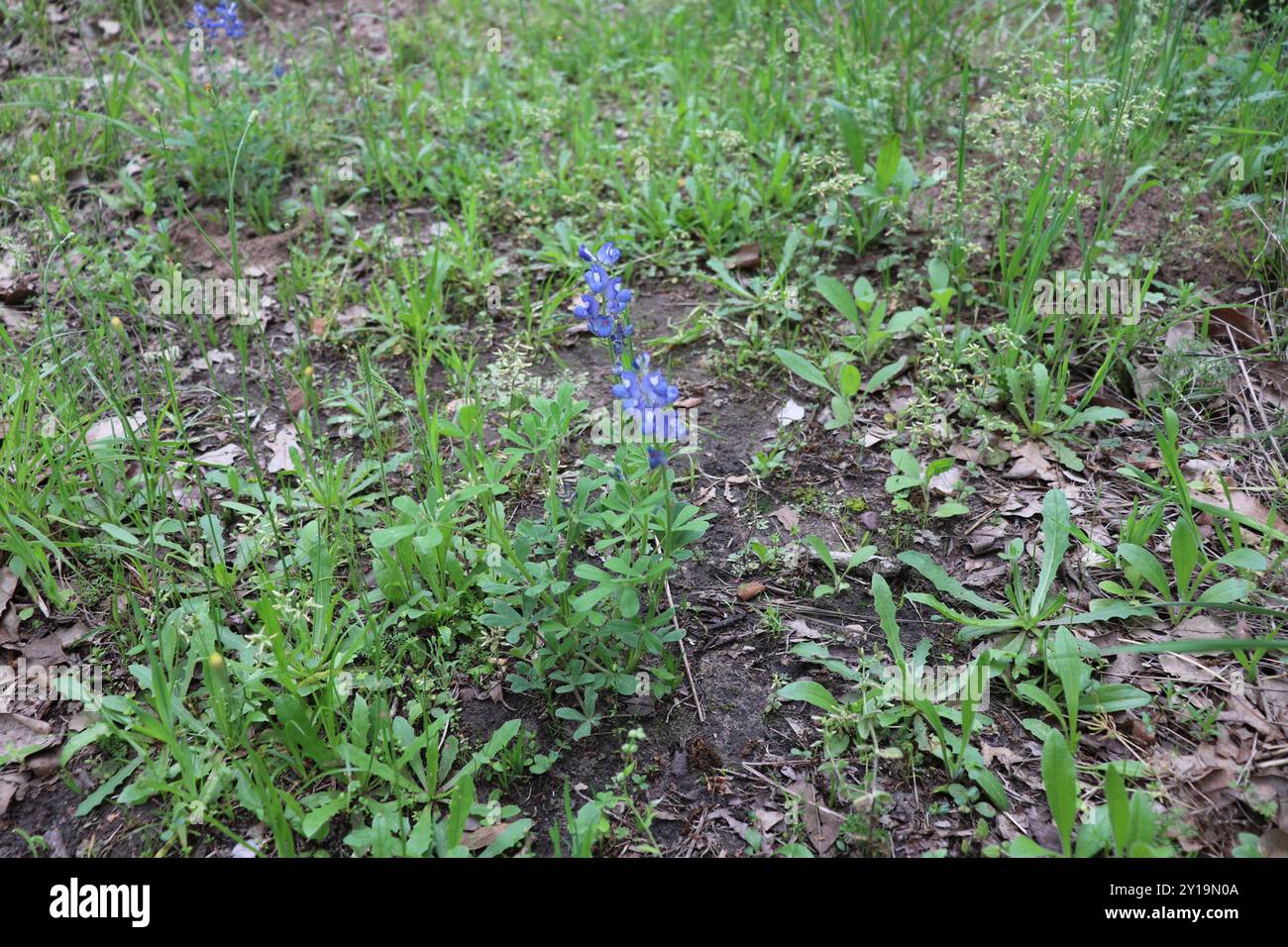 Bleuet de Sandyland (Lupinus subcarnosus) Plantae Banque D'Images