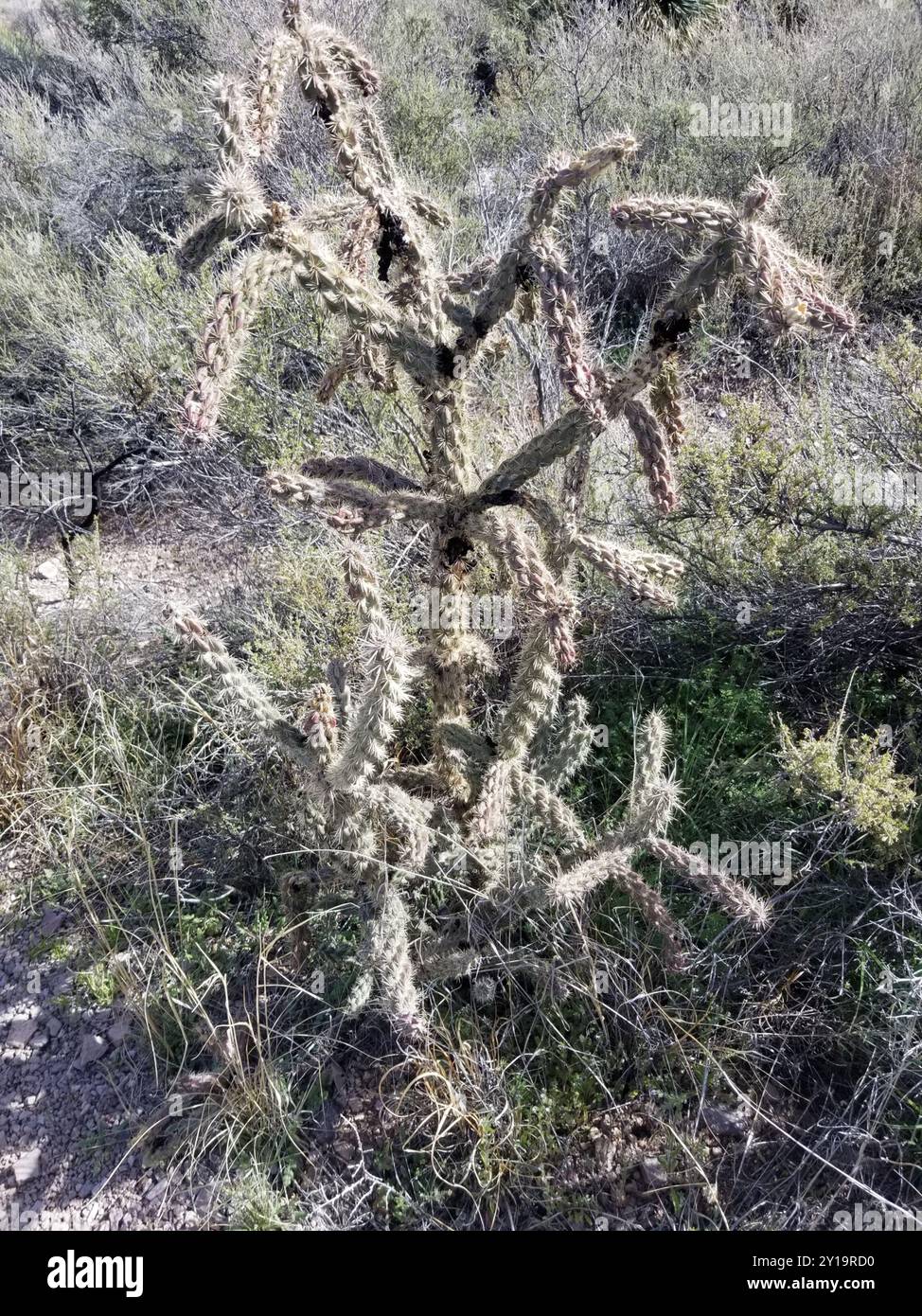 Cactus en bâton de marche (Cylindropuntia imbricata spinosior) Plantae Banque D'Images