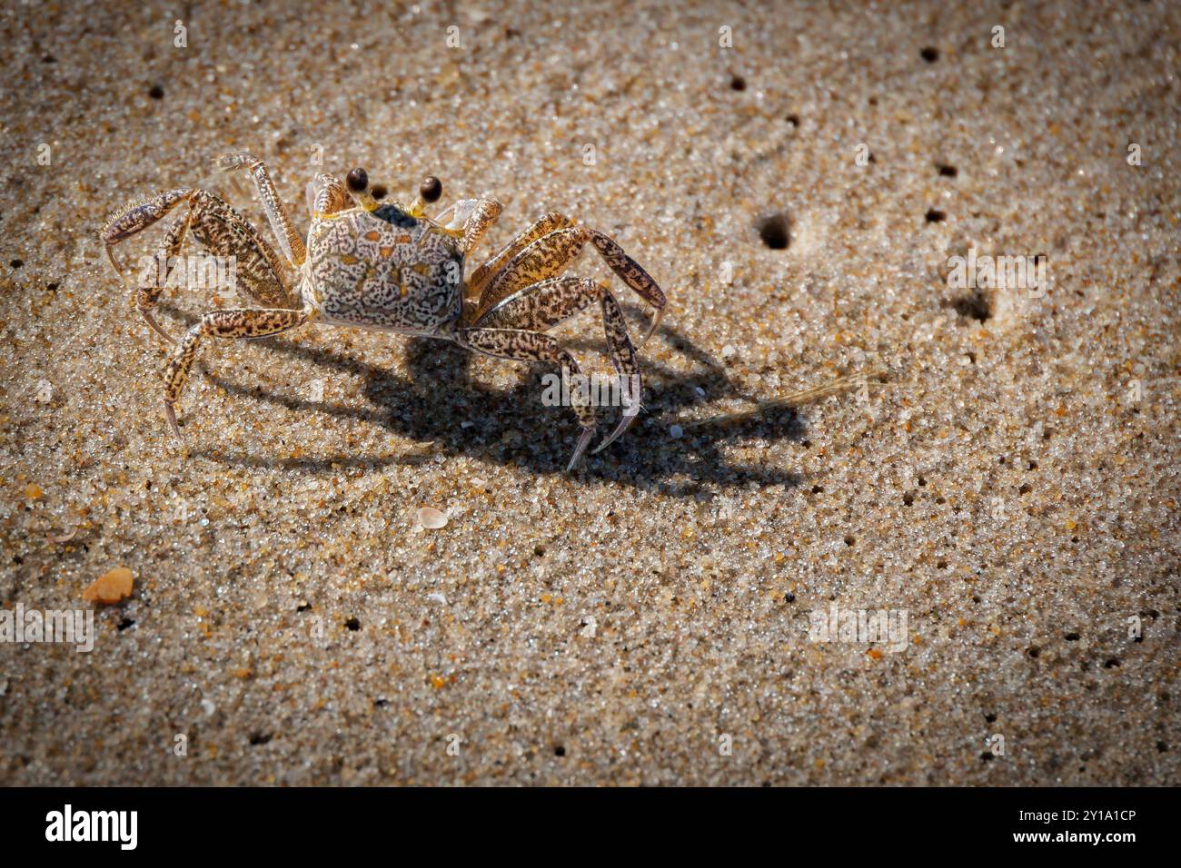 Un crabe vigilant marche sur les rives sablonneuses de Virginia Beach, en Virginie. Banque D'Images