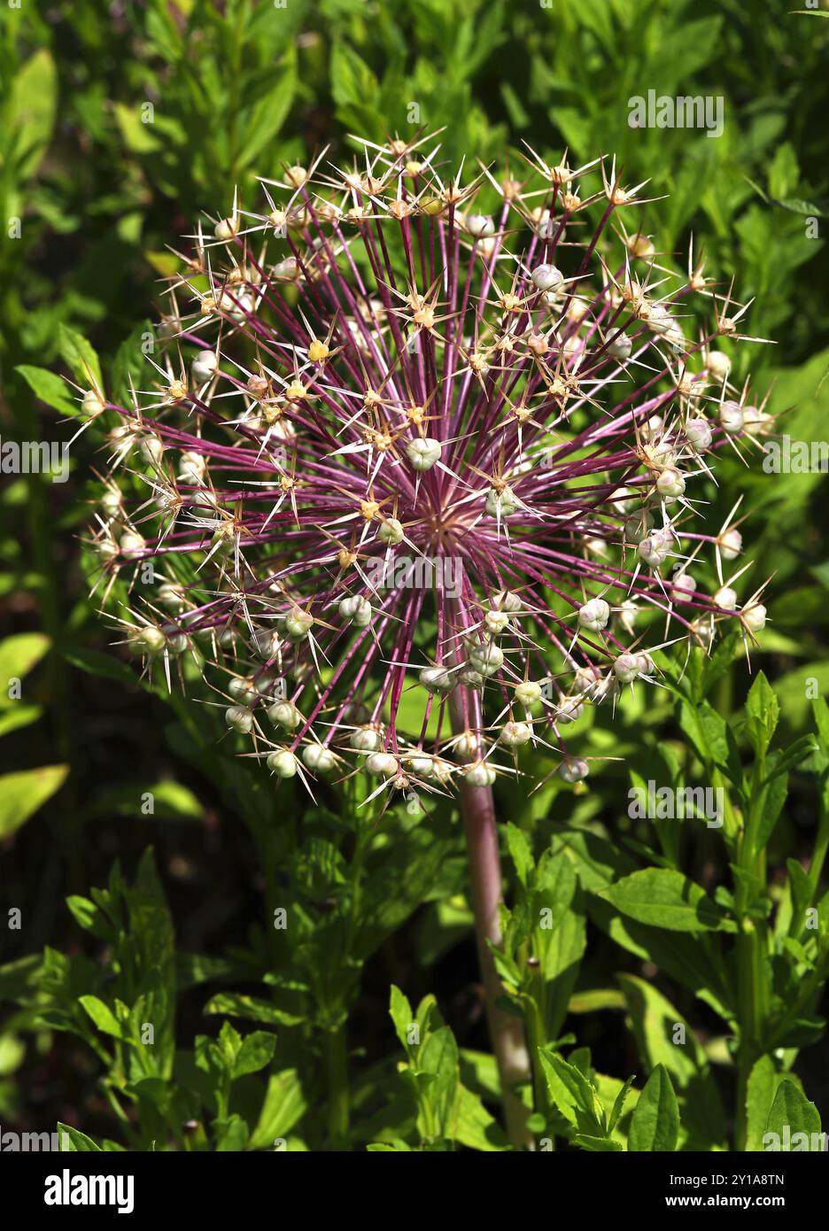 Oignon persan ou étoile de Perse, Allium cristophii, Amaryllidaceae. Iran, Turquie et Turkménistan. Banque D'Images