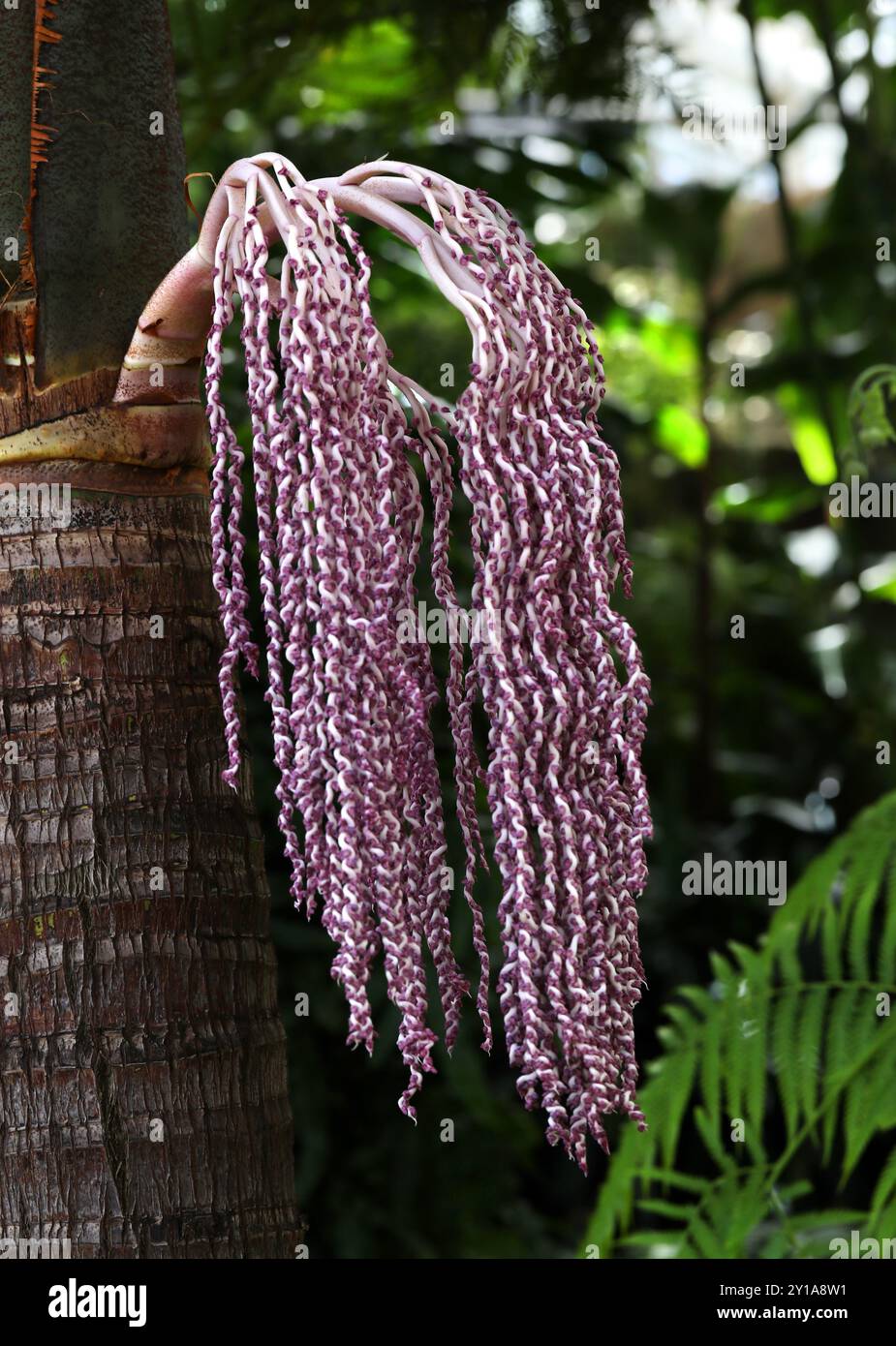 Palmier Bangalow, palmier King, palmier Illawara ou palmier Piccabeen, Archontophoenix cunninghamiana, Araceae. Australie orientale. Banque D'Images