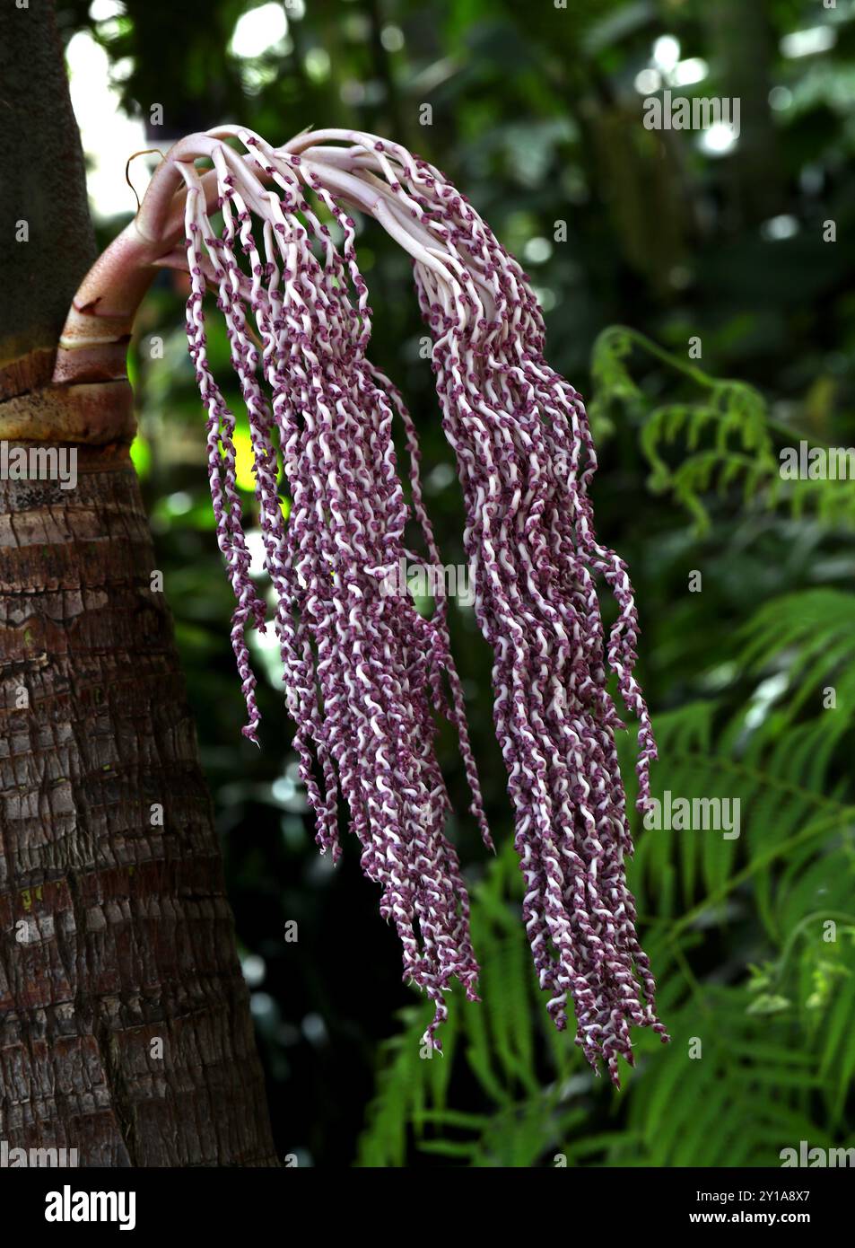 Palmier Bangalow, palmier King, palmier Illawara ou palmier Piccabeen, Archontophoenix cunninghamiana, Araceae. Australie orientale. Banque D'Images