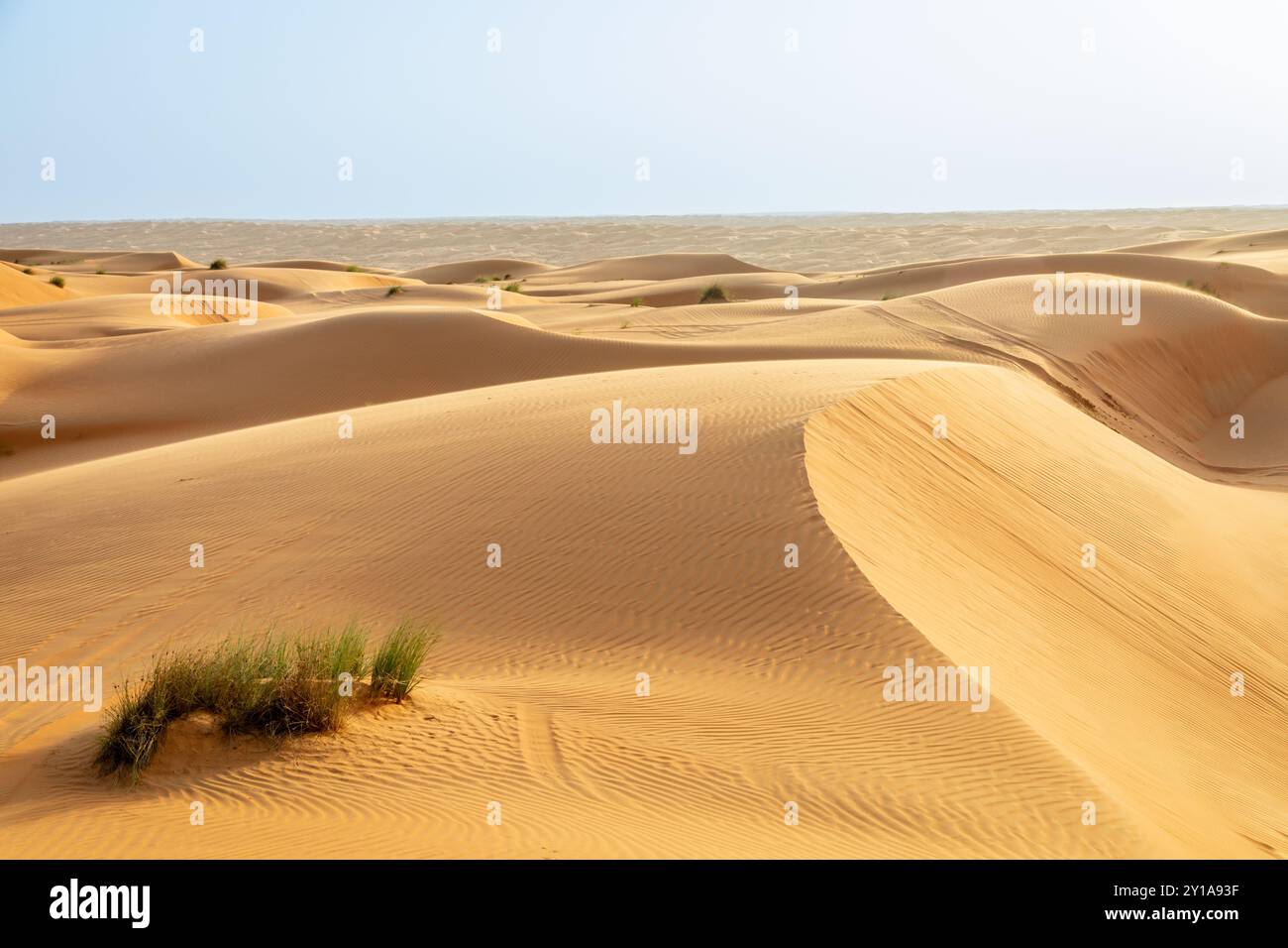 Grandes dunes de sable orange du désert au milieu du désert de Wahiba, Oman Banque D'Images