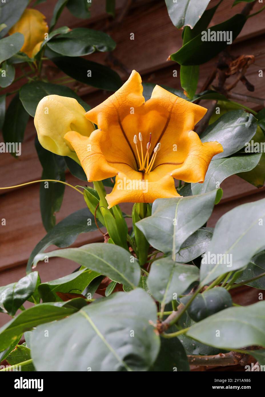 Coupe de vigne dorée, Solandra maxima, Solandreae, Solanaceae. Sud des États-Unis, Mexique, Amérique centrale, Caraïbes. Il est également connu sous le nom de vigne de calice doré, Banque D'Images