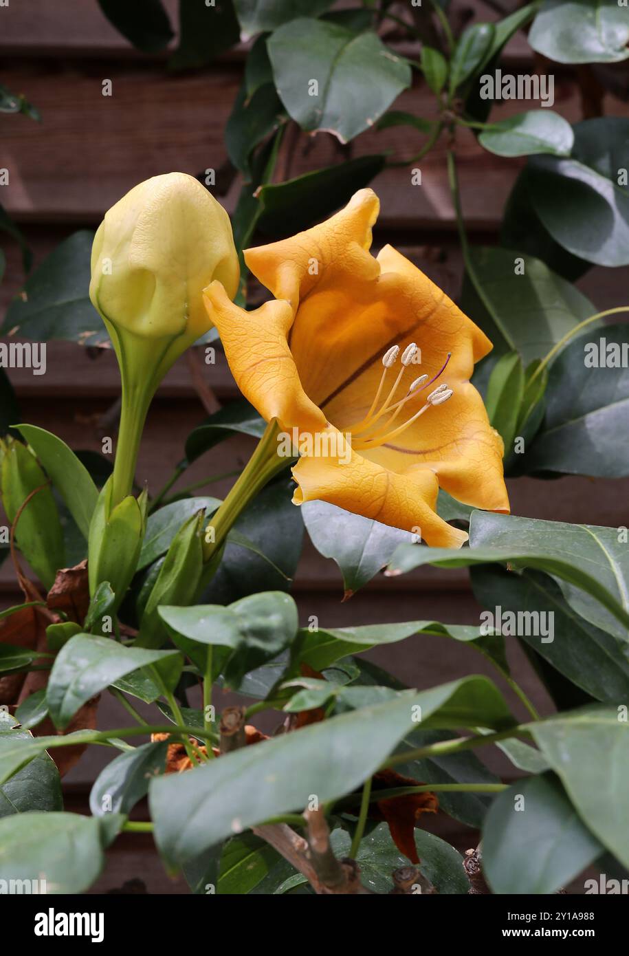 Coupe de vigne dorée, Solandra maxima, Solandreae, Solanaceae. Sud des États-Unis, Mexique, Amérique centrale, Caraïbes. Il est également connu sous le nom de vigne de calice doré, Banque D'Images