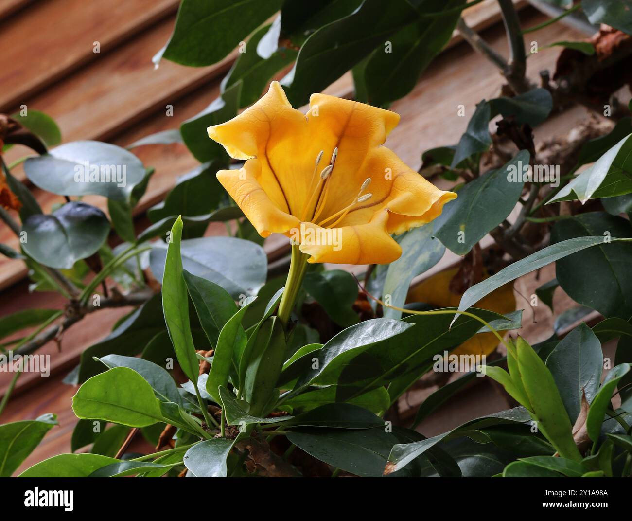 Coupe de vigne dorée, Solandra maxima, Solandreae, Solanaceae. Sud des États-Unis, Mexique, Amérique centrale, Caraïbes. Il est également connu sous le nom de vigne de calice doré, Banque D'Images