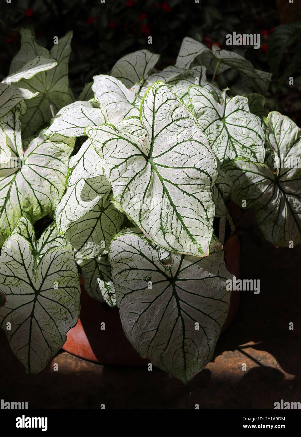 Ailes d'ange, oreille d'éléphant ou coeur de Jésus, Caladium 'candidum', Araceae. Amérique du Sud. Banque D'Images