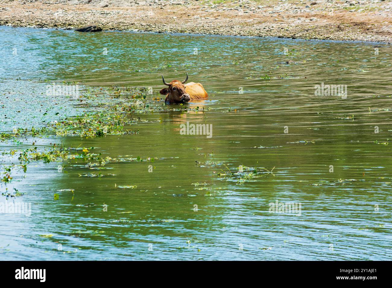 Une vache brune est submergée dans l'eau du lac Kerkini, en Grèce, se refroidissant près de la rive parmi les plantes aquatiques. Banque D'Images