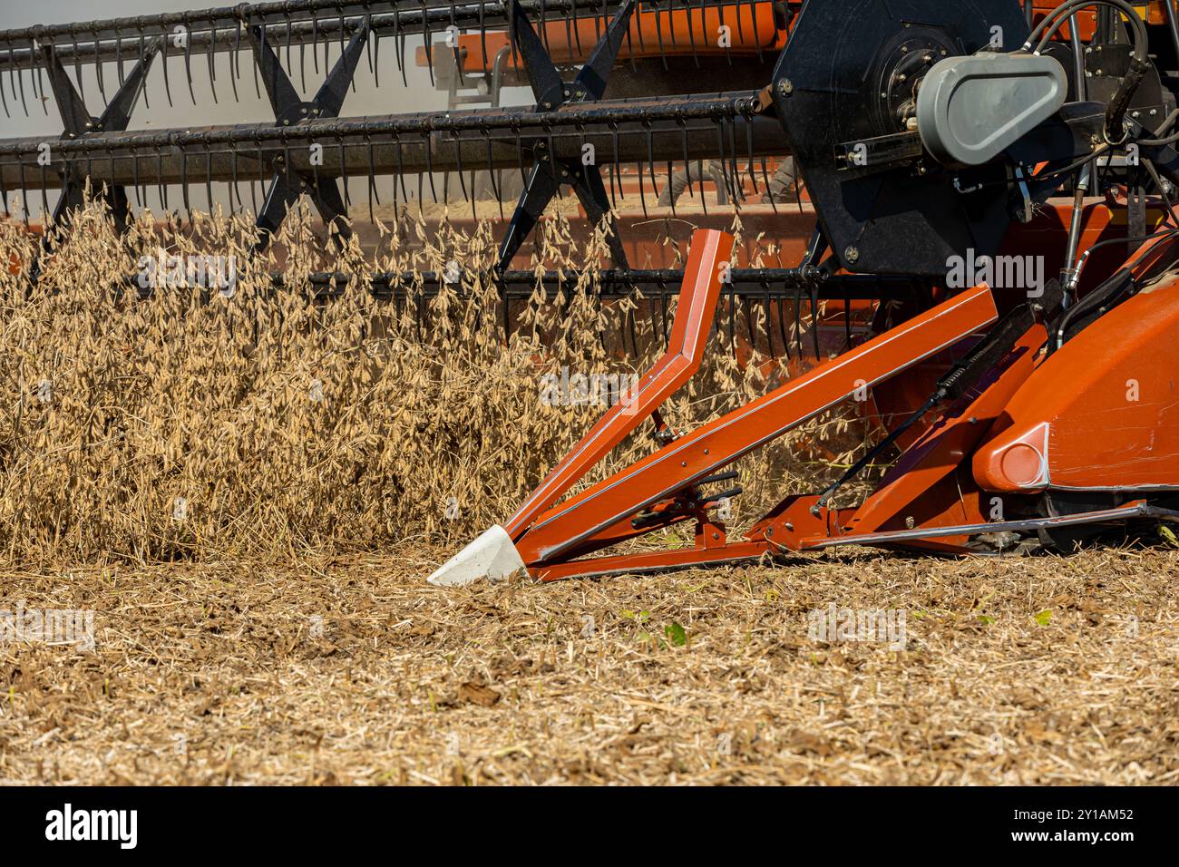 Moissonneuse-batteuse récoltant le soja pendant la saison de récolte d'automne. Culture du soja, travail agricole et concept d'équipement agricole. Banque D'Images