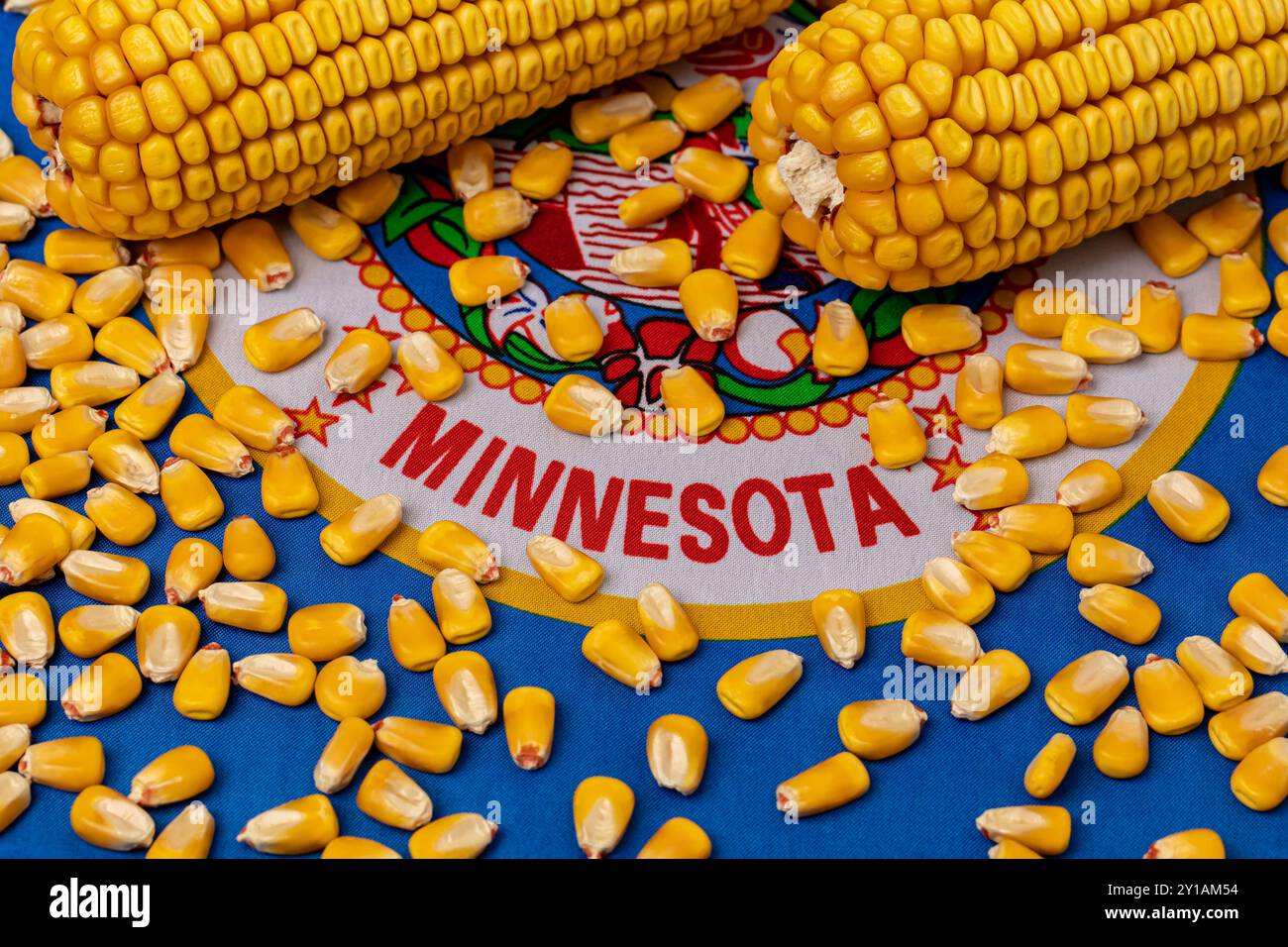 Drapeau du Minnesota recouvert de grains de maïs. Agriculture, agriculture et concept d'éthanol Banque D'Images