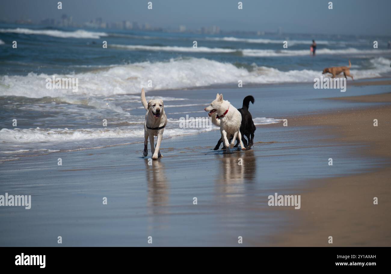 Chiens jouant sur le rivage à Huntington Beach, également connu sous le nom de Dog Beach. Banque D'Images