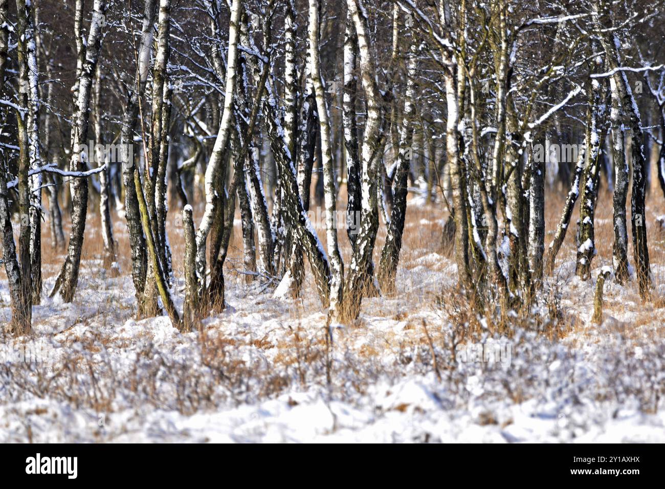 Bouleaux dans la neige Banque D'Images