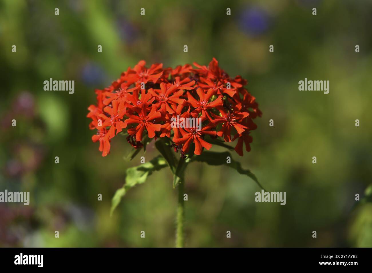 Silene chalcedonica Banque D'Images
