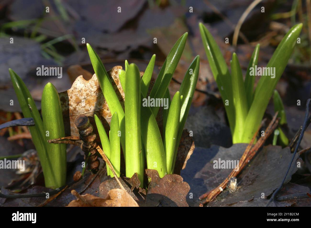 Hyacinthoides non-scripta Banque D'Images