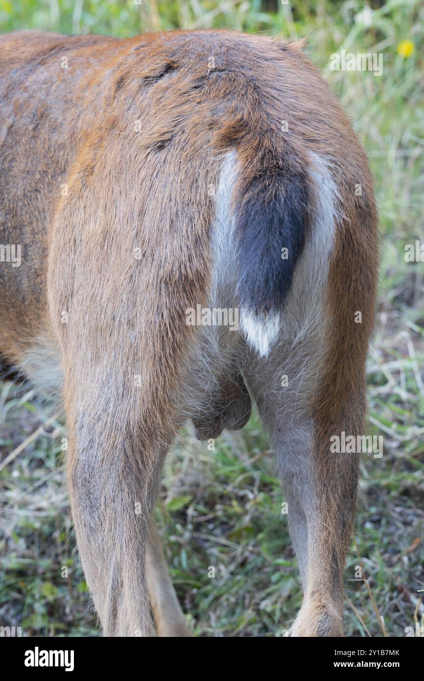 L'extrémité arrière d'un cerf mâle avec ses testicules visibles. Banque D'Images