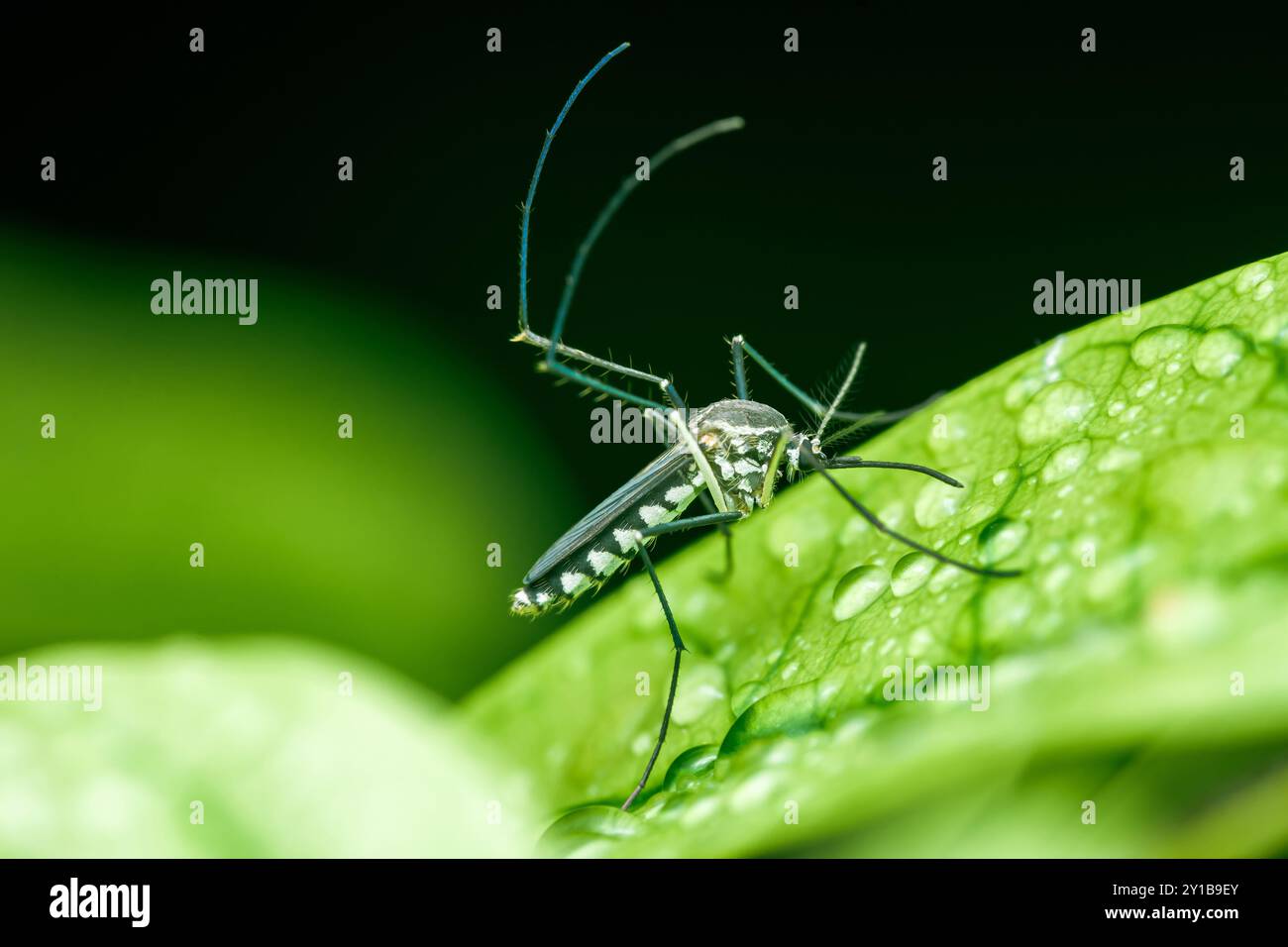 Gros plan d'un moustique sur une feuille verte avec des gouttes de pluie, la saison des pluies et la nature brouillée arrière-plan, photos macro, mise au point sélective, insecte Thaïlande. Banque D'Images