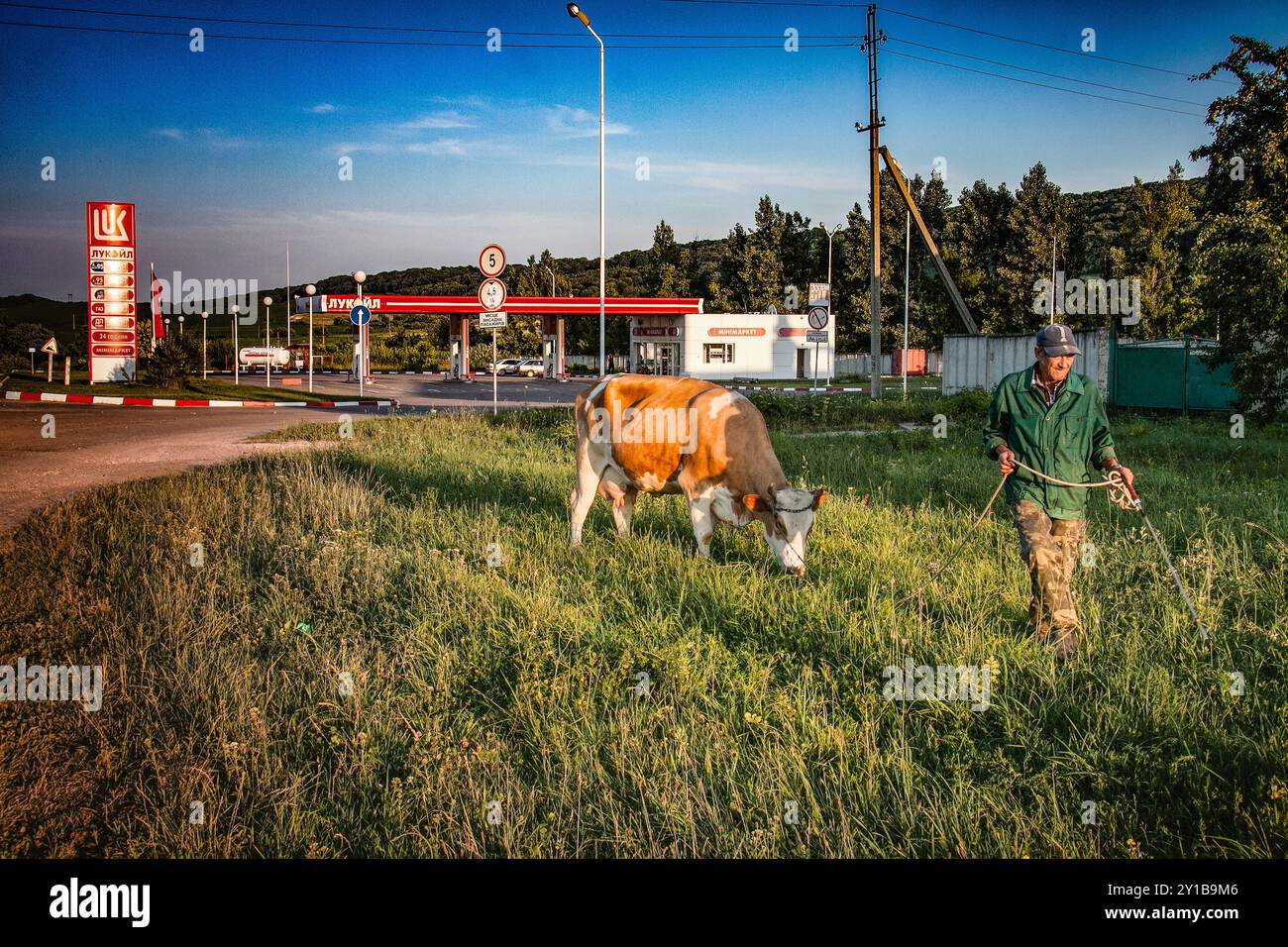 Un homme fait paître sa vache près d'une station-service Lukoil en Ukraine. Banque D'Images