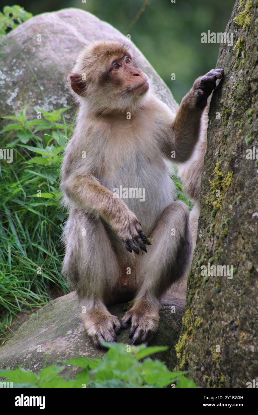 Macaque de Barbarie (Macaca sylvanus) Banque D'Images