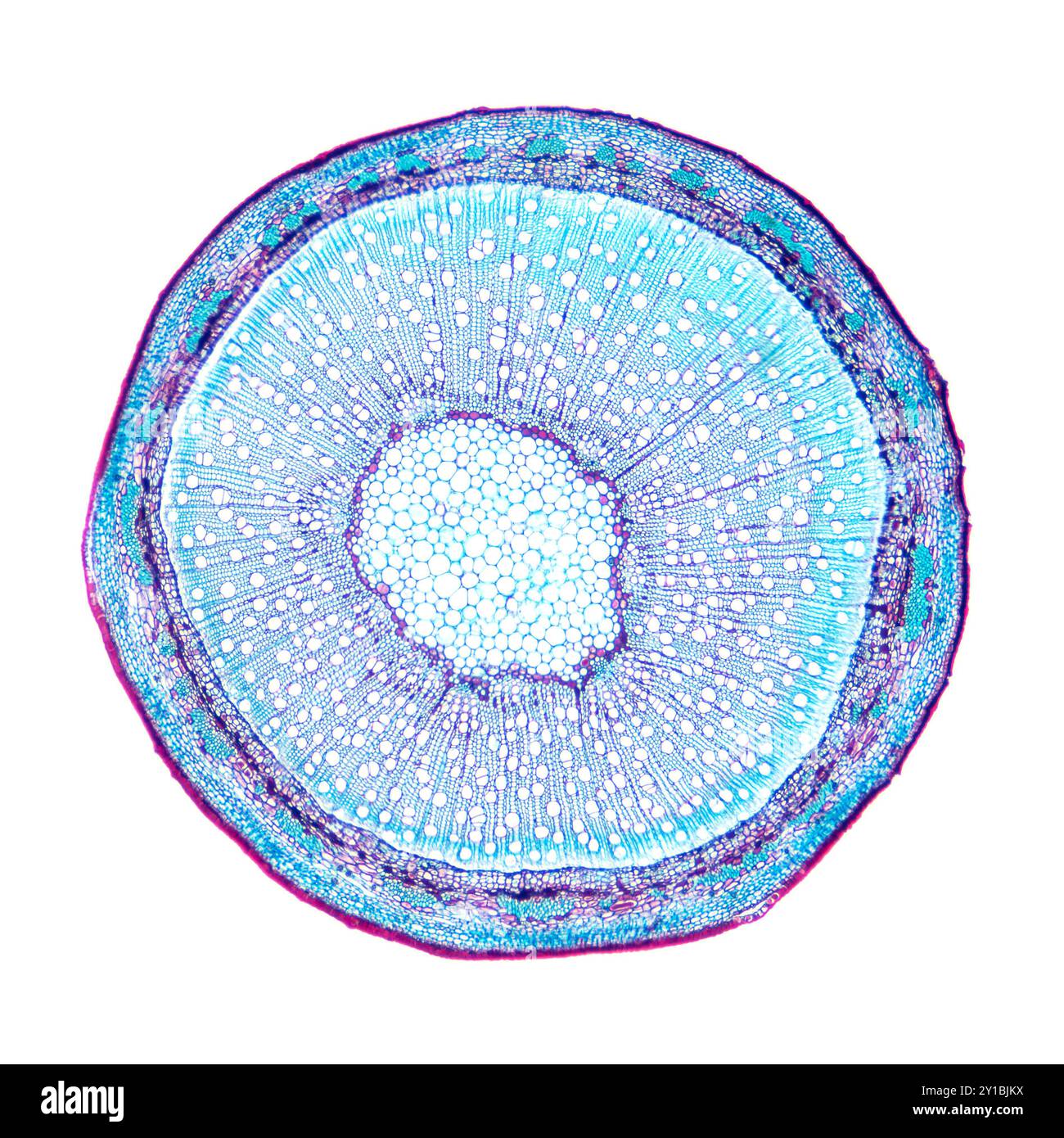Tige de saule, coupe transversale, sous microscope optique. Tige de Salix, également connue sous le nom de sallows et osiers, micrographie légère 8X. Banque D'Images