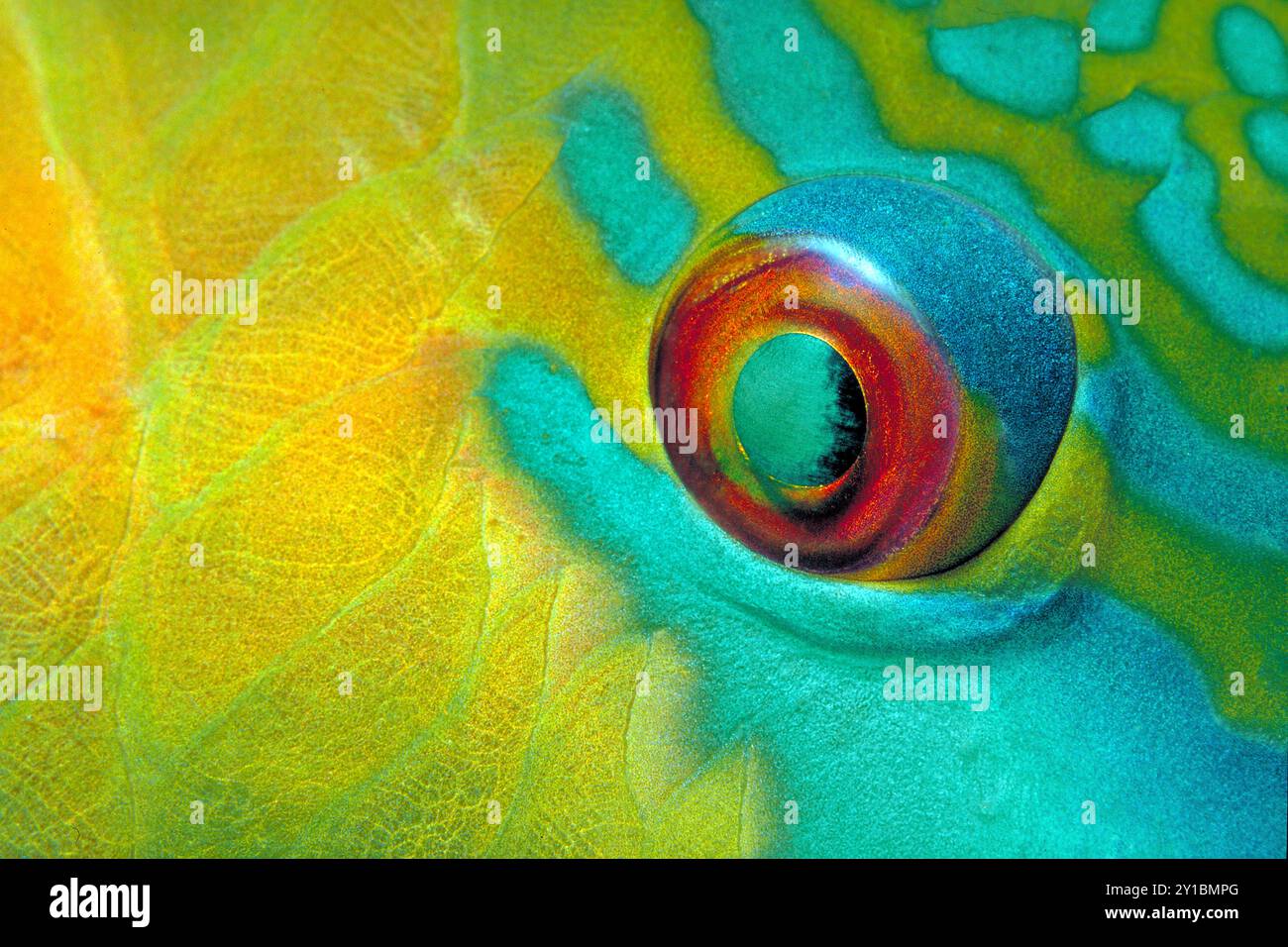 Détail des yeux d'un poisson-perroquet rouillé (Scarus ferrugineus), Marsa Alam, Égypte, mer Rouge, Afrique Banque D'Images