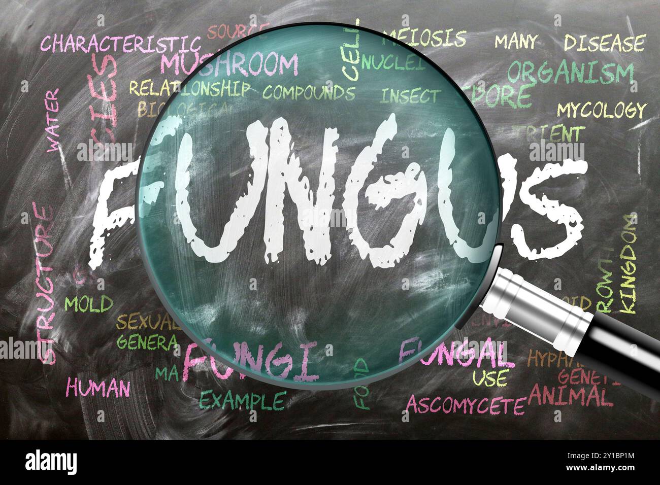 Champignon étudié, examiné - sous étroite inspection. Les sujets et idées les plus importants étroitement liés aux champignons écrits sur un tableau noir inspecté Banque D'Images