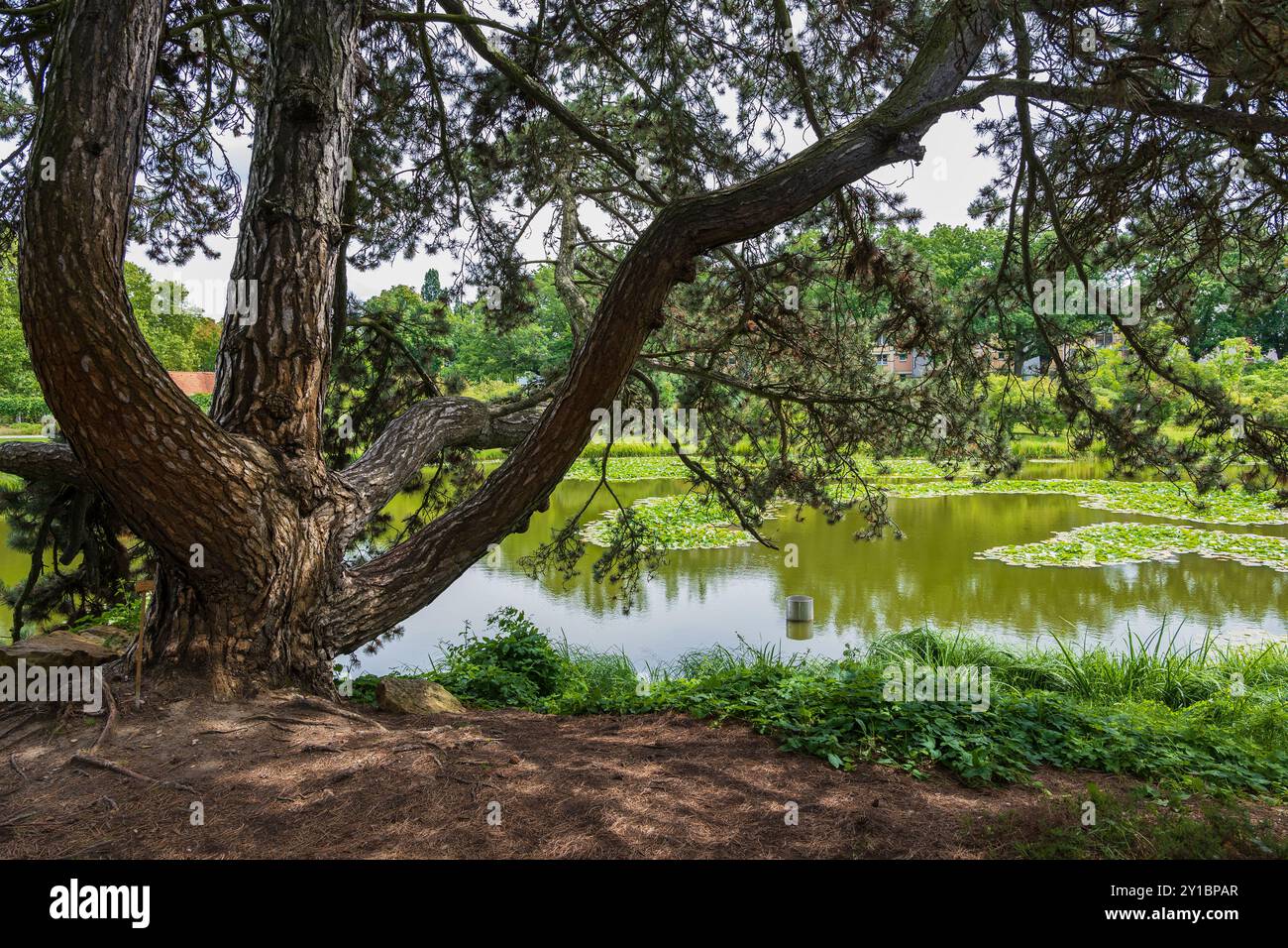 Vieux pin près de l'étang dans le jardin botanique de Berlin et Musée botanique de Berlin, Allemagne. Banque D'Images