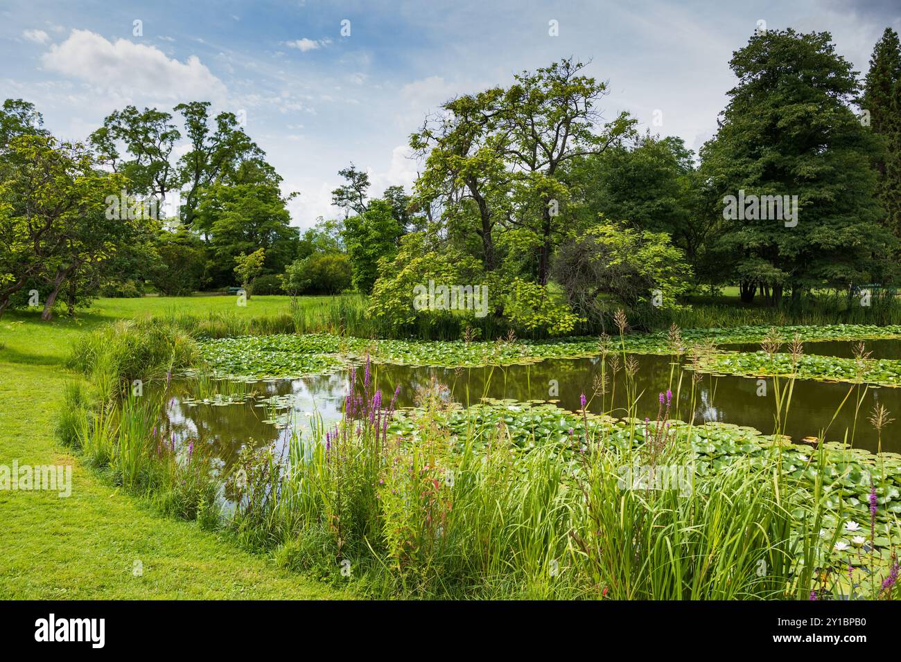 Jardin botanique de Berlin et musée botanique paysage avec étang à Berlin, Allemagne. Banque D'Images
