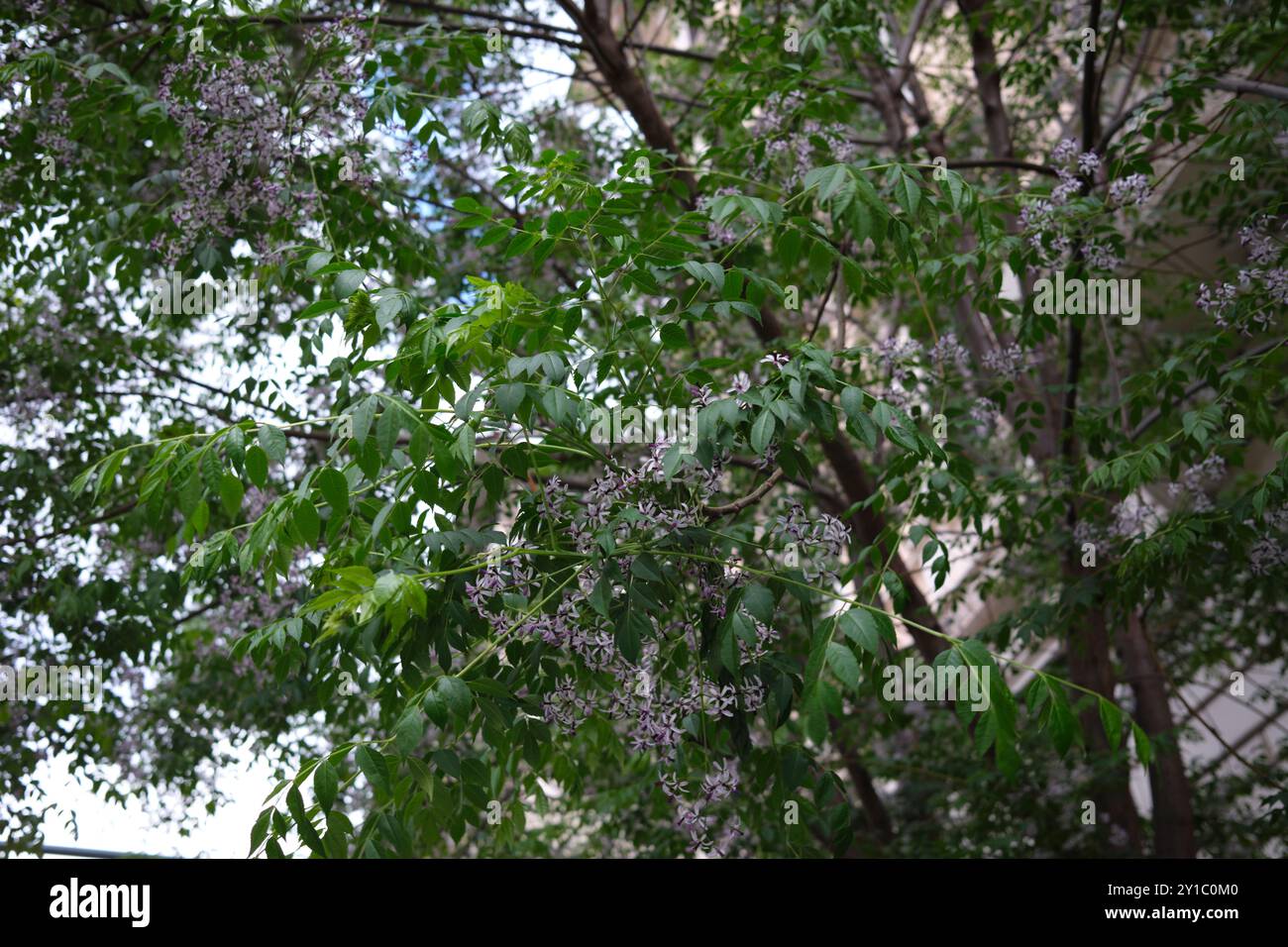 Arbre Melia azedarach en fleur Banque D'Images