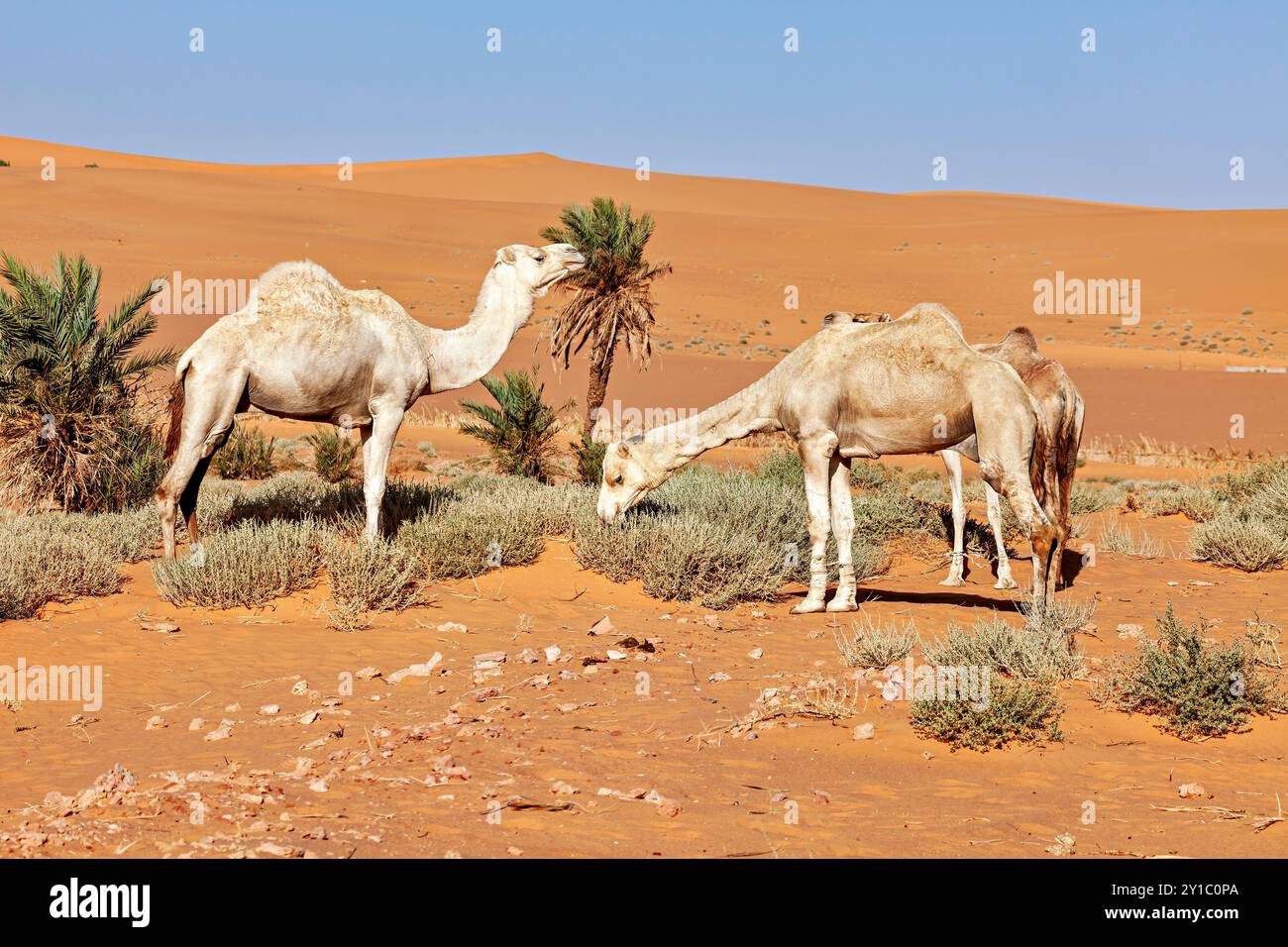 Chameaux dans le désert du sahara Banque D'Images