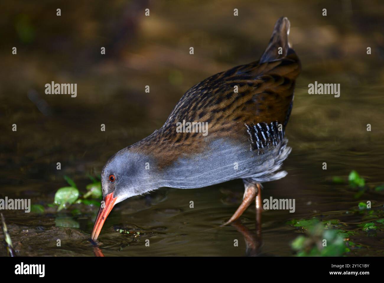 Le transport de rails d'eau adulte dans les marais des terres humides en hiver, Dorset, Royaume-Uni. Banque D'Images