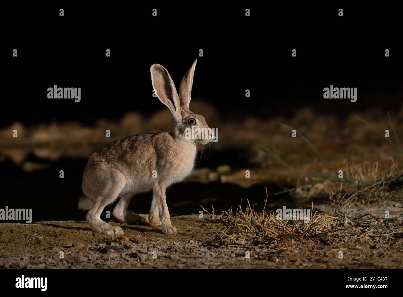 Lièvre du Cap (Lepus capensis), sous-espèce Lepus capensis sinaiticus photographiée dans le désert du Néguev, Israël par un trou d'eau la nuit en août Cape lièvres Banque D'Images