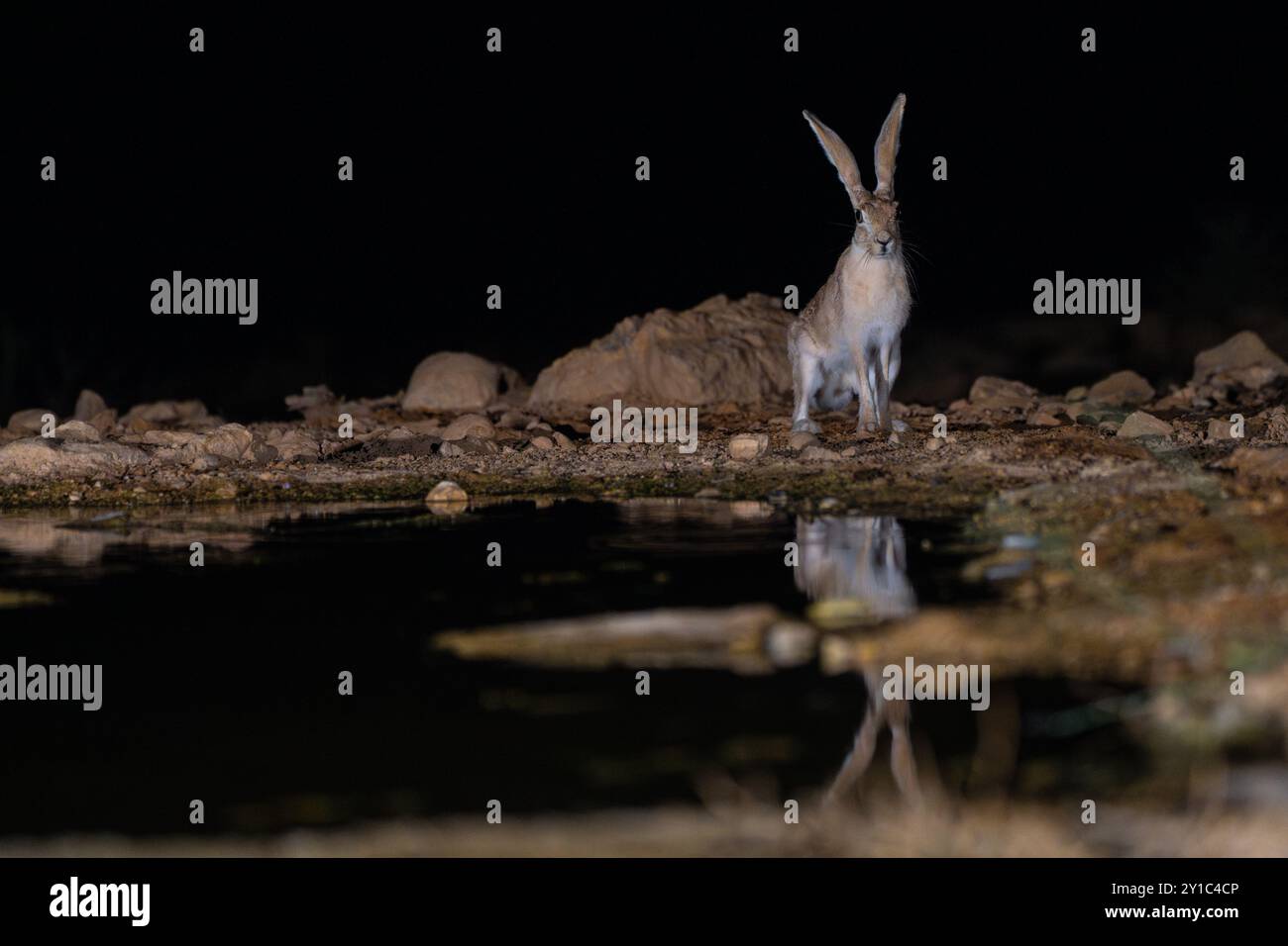 Lièvre du Cap (Lepus capensis), sous-espèce Lepus capensis sinaiticus photographiée dans le désert du Néguev, Israël par un trou d'eau la nuit en août Cape lièvres Banque D'Images