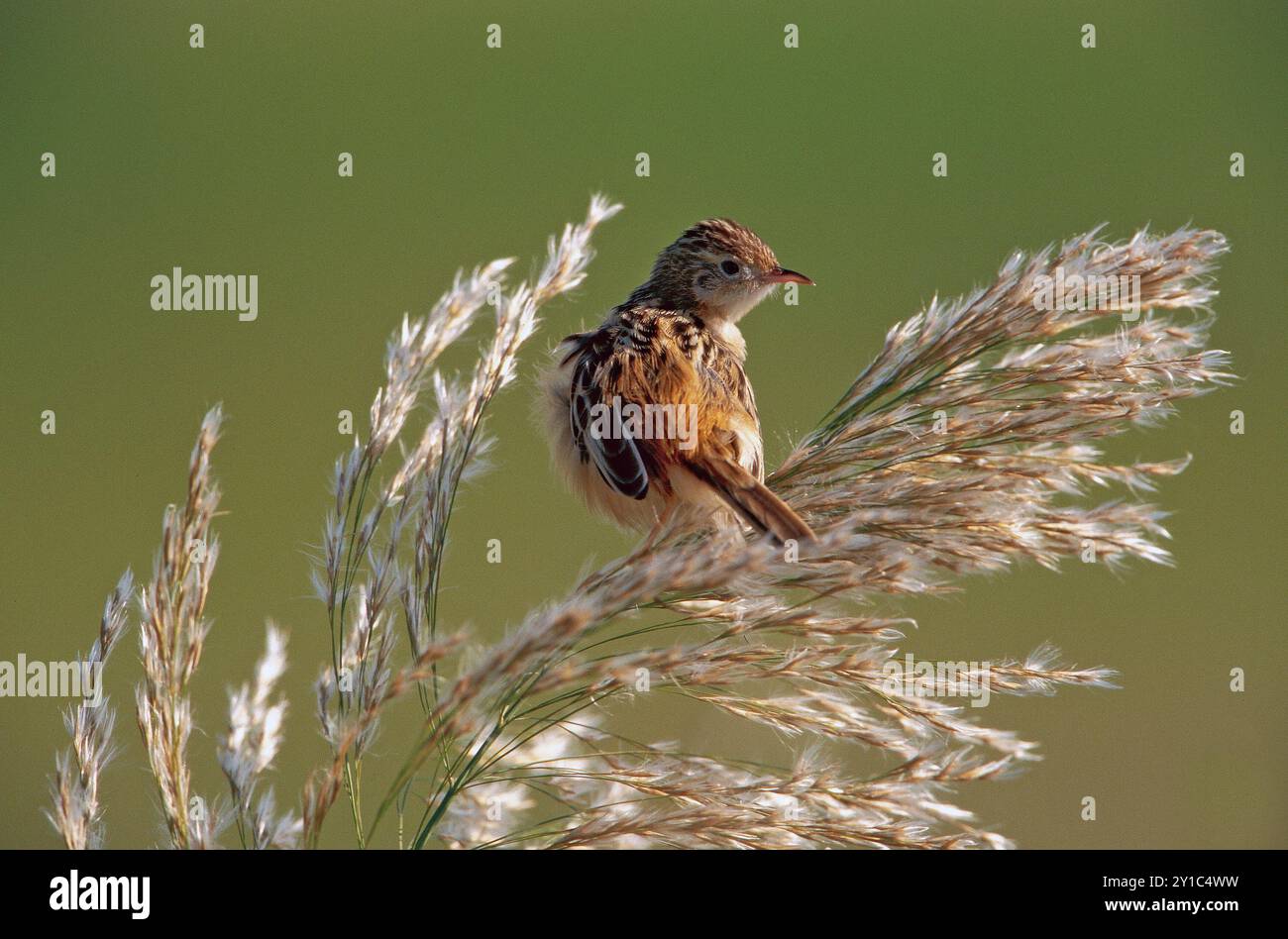 Cisticola (Cisticola juncidis) perchée sur la tige d'une plante. Ces oiseaux sont très petits avec une queue courte et arrondie. Le corps est sable-colou Banque D'Images