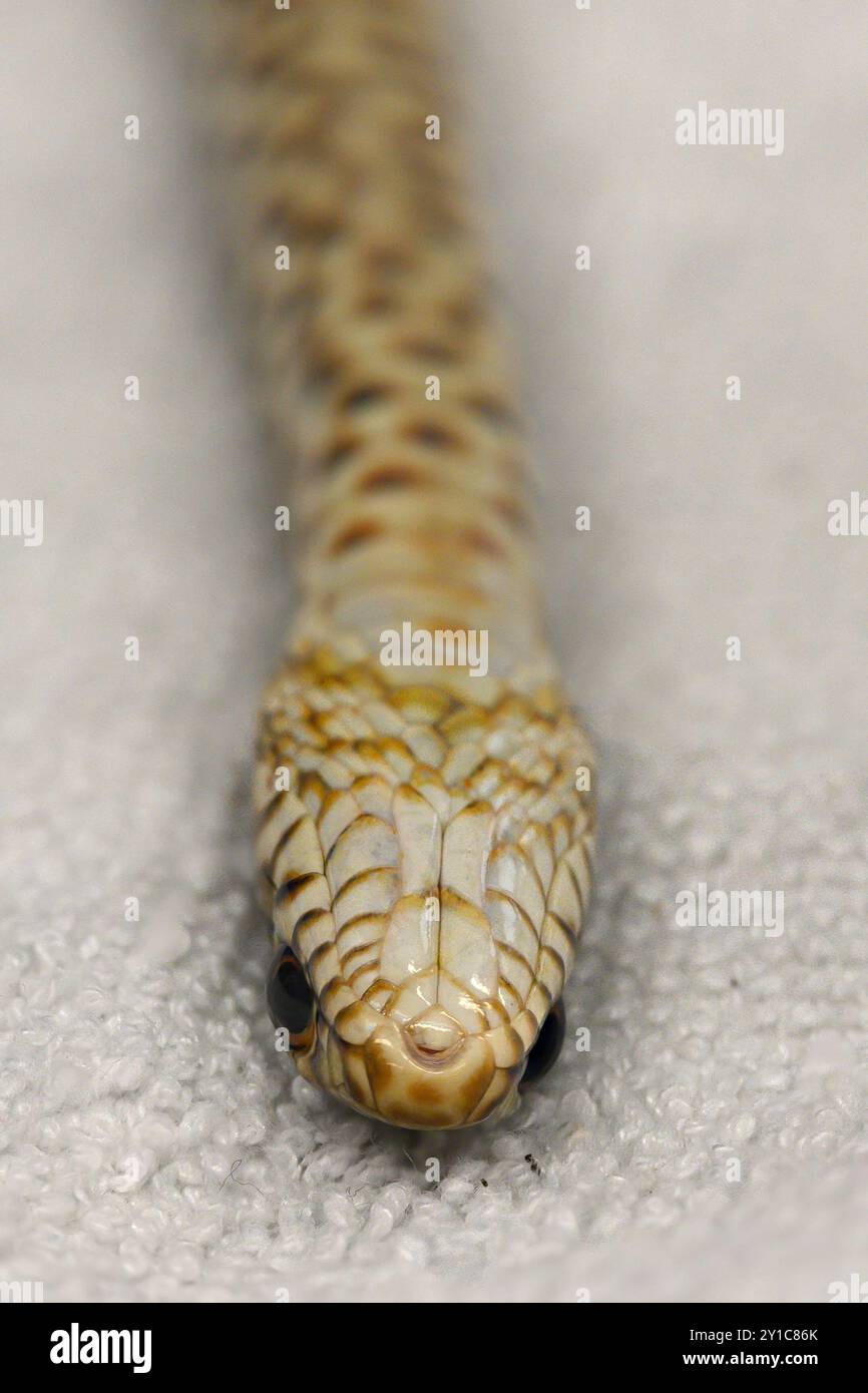 Des serpents volants noirs juvéniles (Dolichophis jugularis) ont été amenés à l'hôpital de la faune sauvage pour tenter de sauver leur vie photographiée à l'israélien Banque D'Images