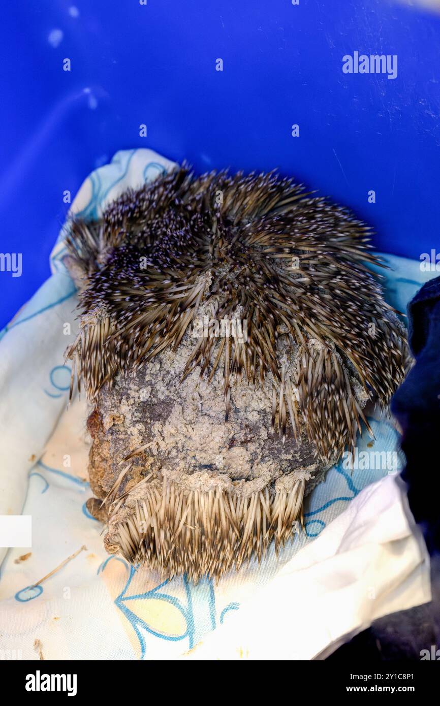 Un hérisson à seins blancs du Sud (Erinaceus concolor) atteint de gale est traité à l'hôpital israélien de la faune de Ramat Gan, en Israël. Après réhab Banque D'Images