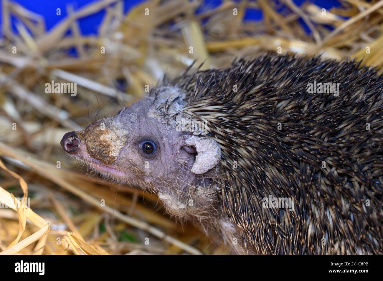 Un hérisson à seins blancs du Sud (Erinaceus concolor) atteint de gale est traité à l'hôpital israélien de la faune de Ramat Gan, en Israël. Après réhab Banque D'Images