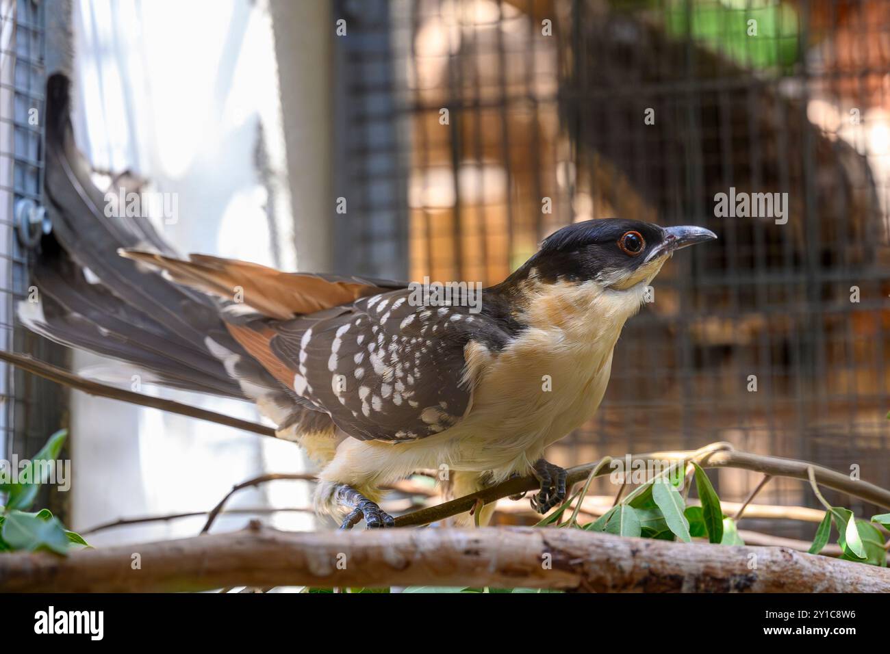 Un grand coucou tacheté (Clamator glandarius) dans une chambre de réhabilitation après avoir été soigné à l'hôpital de la faune d'Israël Banque D'Images