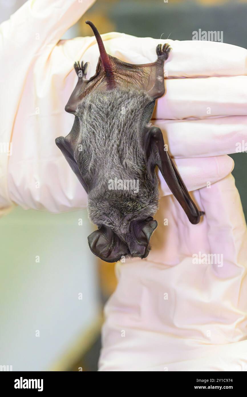 Bilan médical préliminaire après l'admission d'une chauve-souris européenne à queue libre (Tadarida teniotis) خفاش حر الذيل الأوروبي photographiée au Wild israélien Banque D'Images