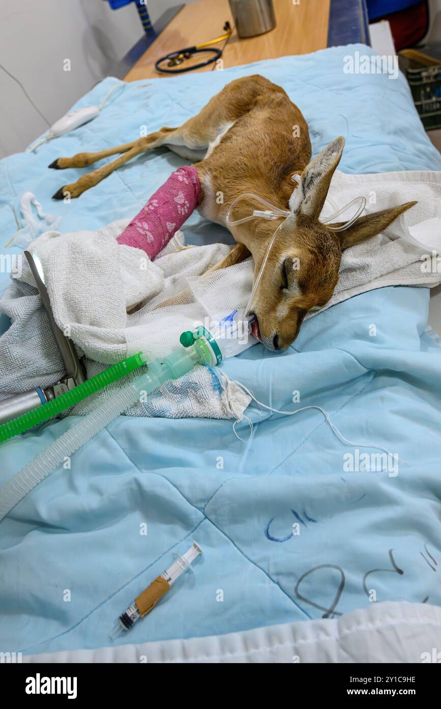 Un faon de gazelle de montagne (Gazella gazella), avec un os de jambe cassé, est en cours de traitement sous anesthésie générale photographié à l'hôpital israélien de la faune sauvage Banque D'Images