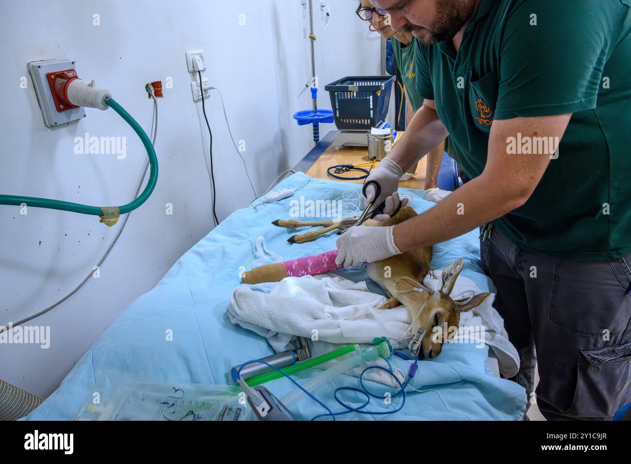 Un faon de gazelle de montagne (Gazella gazella), avec un os de jambe cassé, est en cours de traitement sous anesthésie générale photographié à l'hôpital israélien de la faune sauvage Banque D'Images