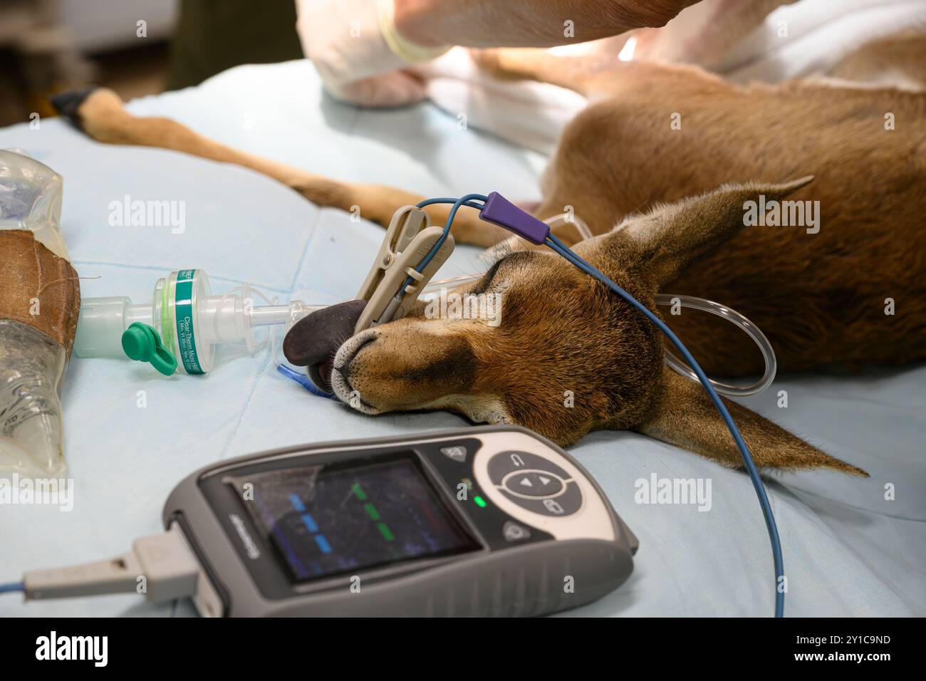 Un faon de gazelle de montagne (Gazella gazella), avec un os de jambe cassé, est en cours de traitement sous anesthésie générale photographié à l'hôpital israélien de la faune sauvage Banque D'Images