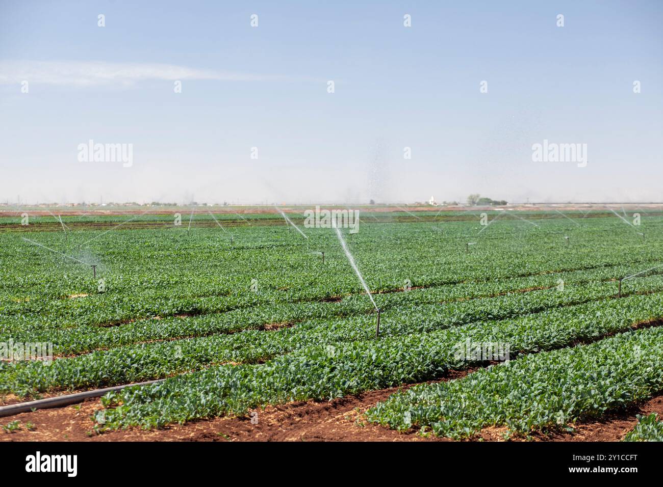 Arroseurs d'eau dans un champ de végétation verte Banque D'Images