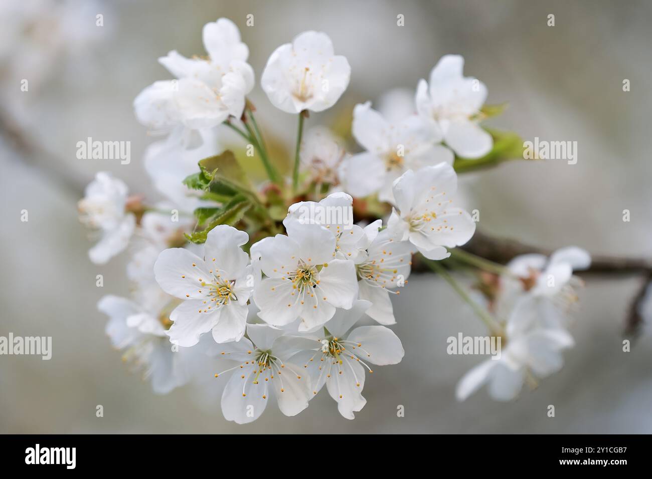 Gros plan de fleurs blanches sur un arbre au printemps Banque D'Images