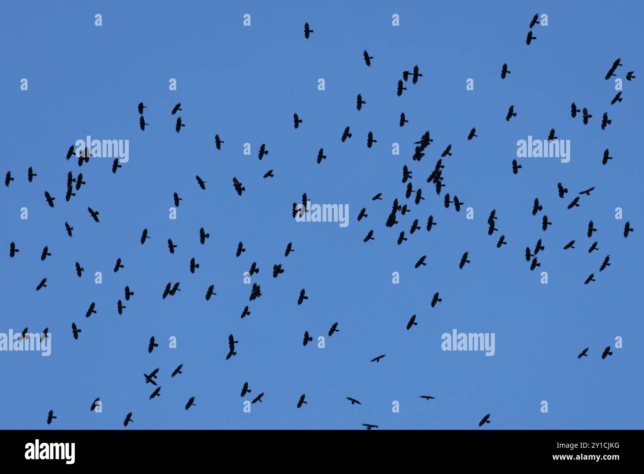Chough alpin (Pyrrhocorax graculus) Suisse CH août 2024 Banque D'Images