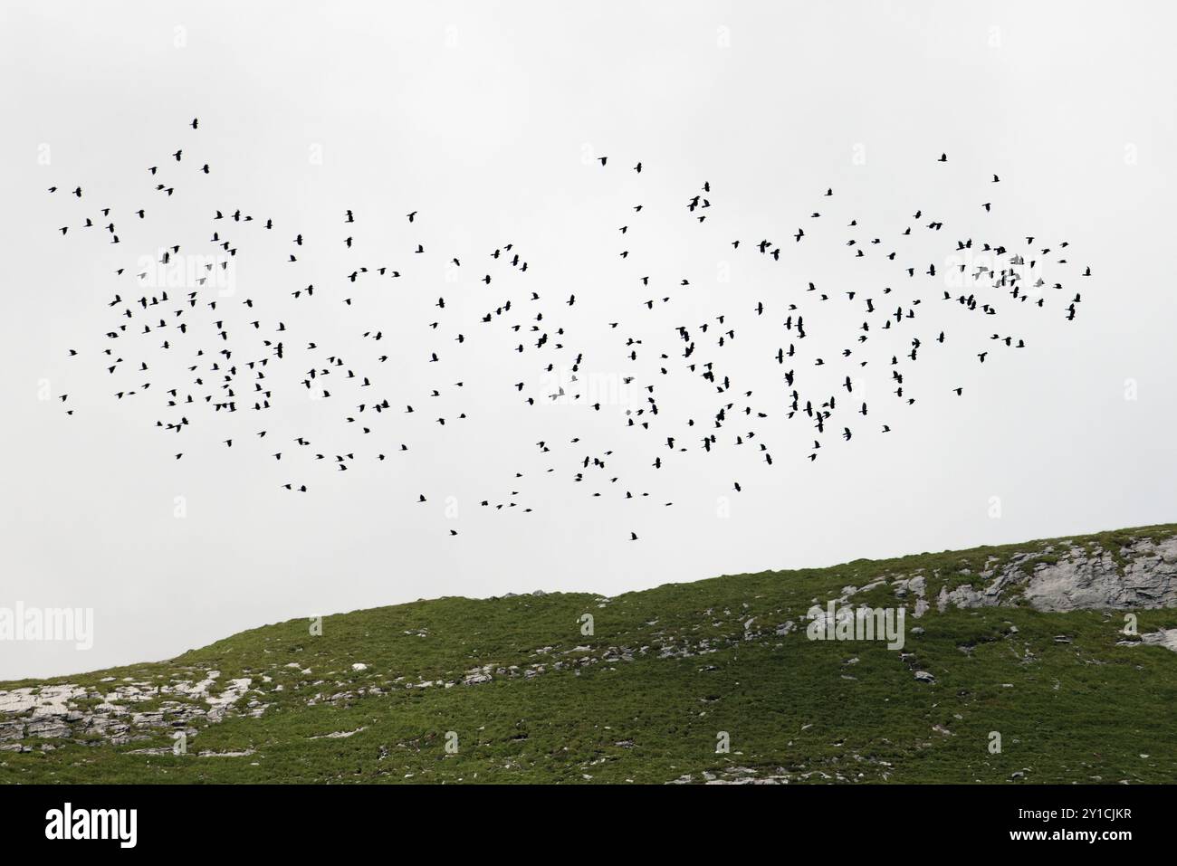 Chough alpin (Pyrrhocorax graculus) Suisse CH août 2024 Banque D'Images