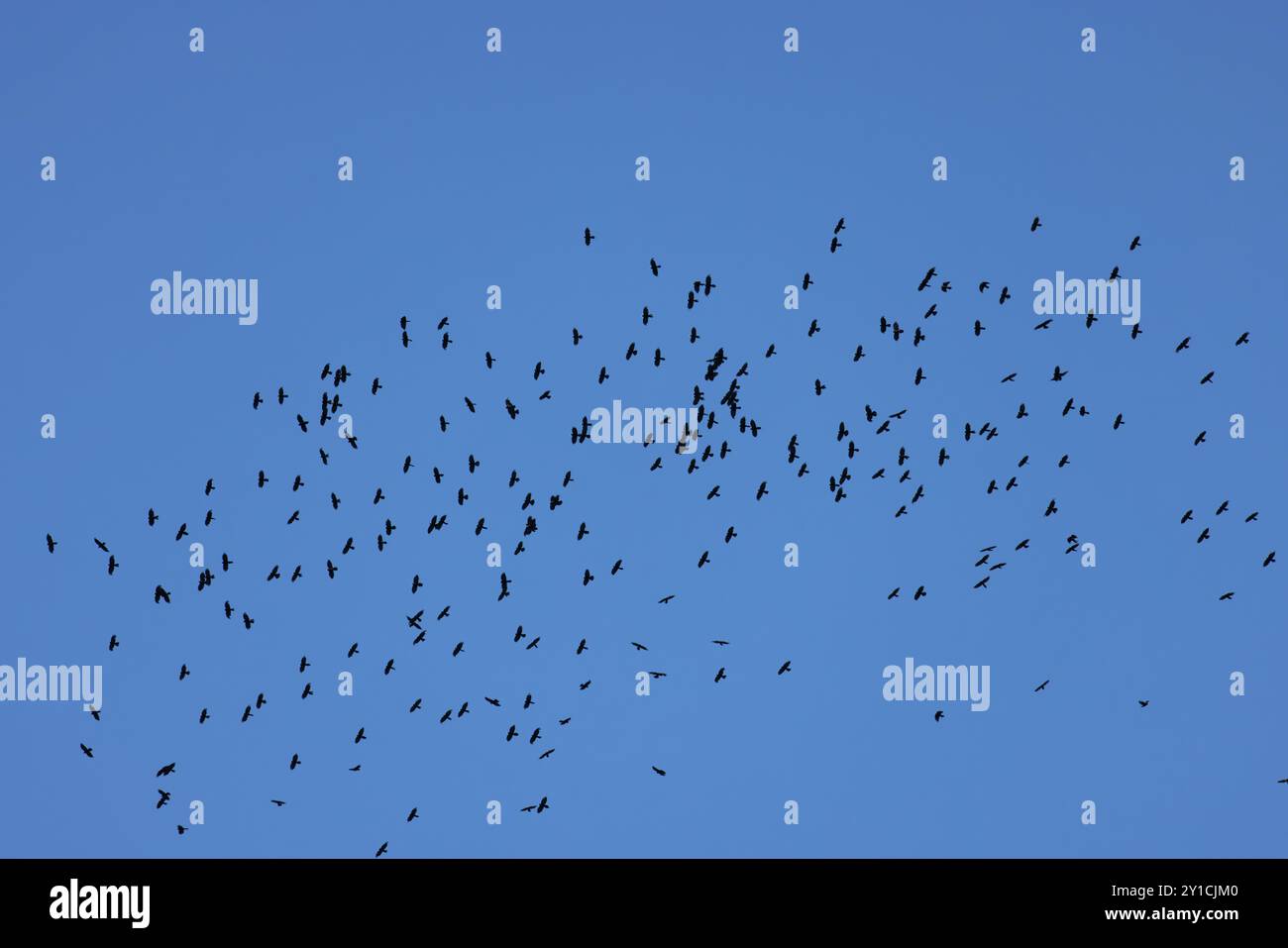 Chough alpin (Pyrrhocorax graculus) Suisse CH août 2024 Banque D'Images