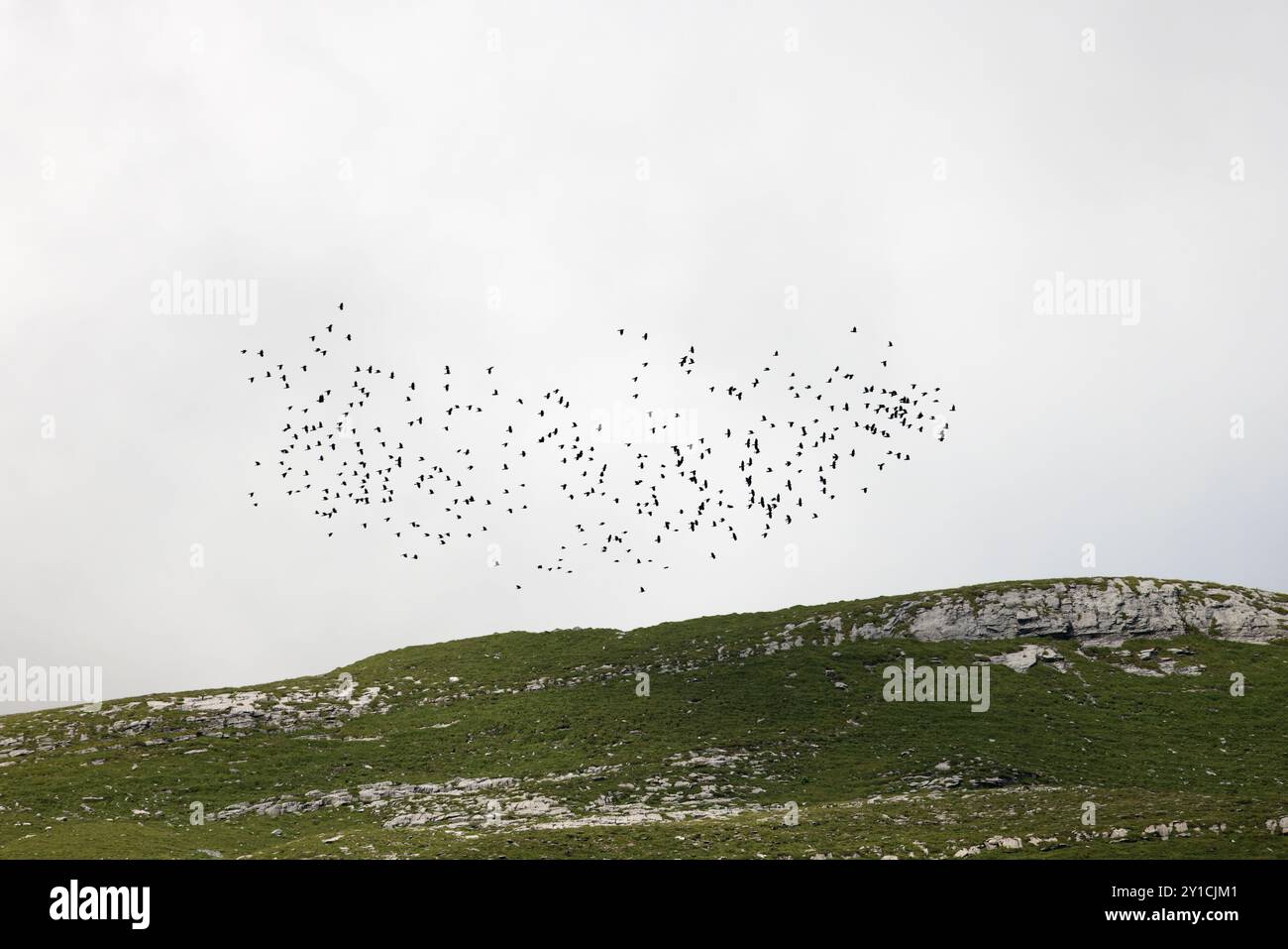 Chough alpin (Pyrrhocorax graculus) Suisse CH août 2024 Banque D'Images