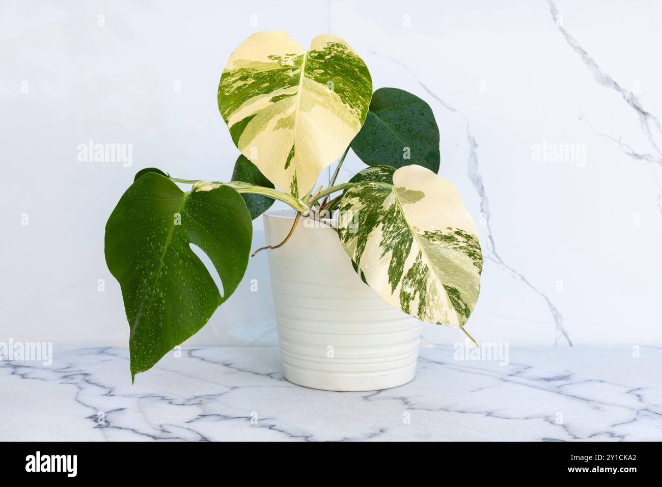 Plante de monstera panachée dans une jardinière en céramique blanche sur un sol en marbre avec fond de mur blanc Banque D'Images